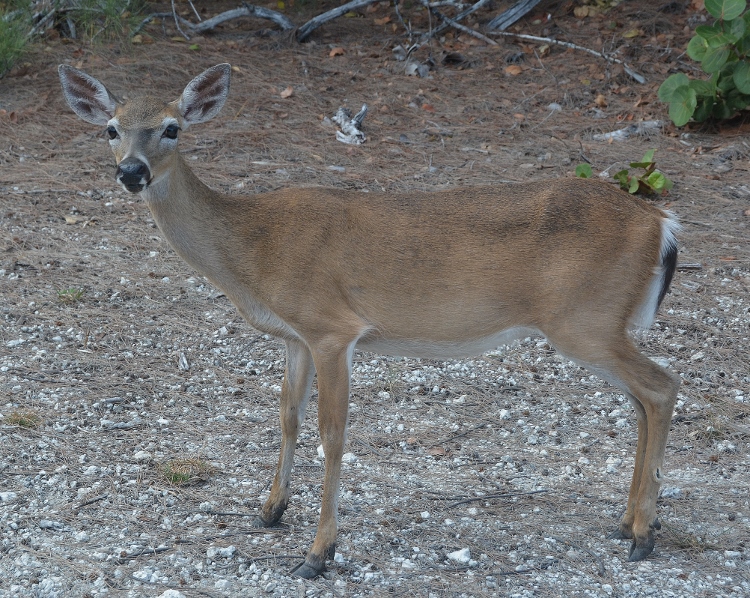 key deer